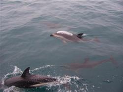 Le Whale Watching avec les dauphins de Kaikoura