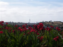 Photos des fleurs à Auckland