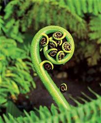 Koru de silver fern