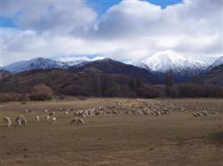 Les moutons et les montagnes de la Nouvelle-Zélande