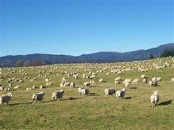 Les moutons de la Nouvelle-Zélande