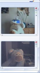 Les nounours sur MSN