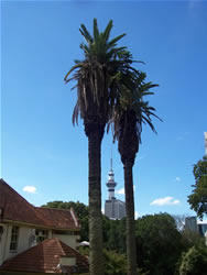 La skytower entre deux palmiers