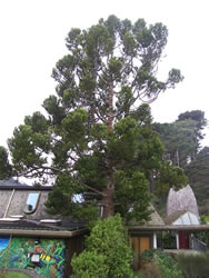 Un arbre Kauri