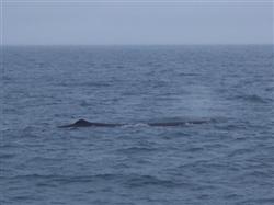 Le cachalot de Kaikoura