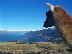 Un lama au dessus du lac wakatipu