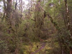 Les forêts de l'interieur de la Nouvelle-Zélande