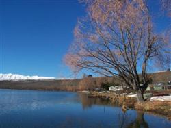 L'arbre du lac Alexandrina