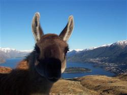 Un lama près de Queenstown