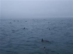 Des milliers de dauphins à Kaikoura