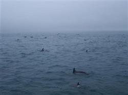 Des milliers de dauphins à Kaikoura