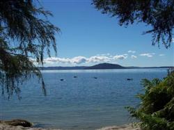 Les cignes noirs sur le lac rotorua