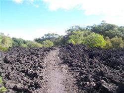 Le chemin en roche volcanique à Rangitoto