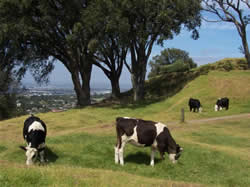 Les vaches du Mont Eden à Auckland
