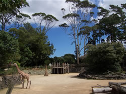 Le zoo d'Auckand