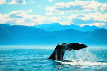 Un cachalot à Kaikoura