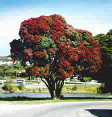 L'arbre Pohutukawa