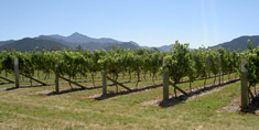 Les vignes du Marlborough en Nouvelle-Zélande