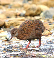 Le weka de Nouvelle-Zélande