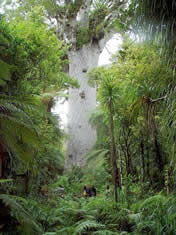 L'arbre Kauri