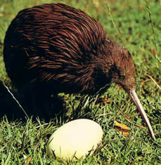 Kiwi bird en Nouvelle-Zélande