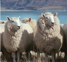 Les moutons de Nouvelle-Zélande