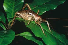 La sautrelle Weta