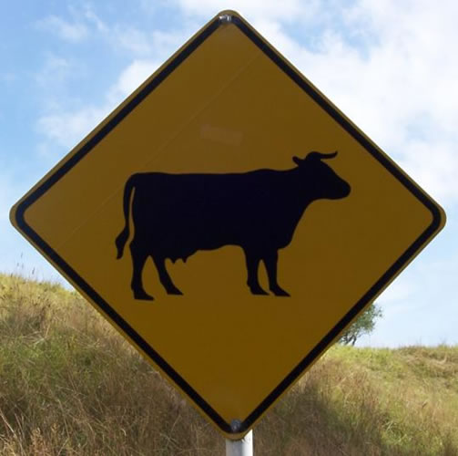 Panneau de la vache en nouvelle-zélande