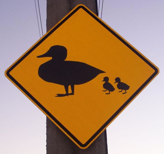 Le panneau néo-zélandais du canard