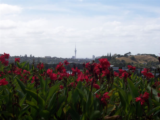 fleurs photos auckand