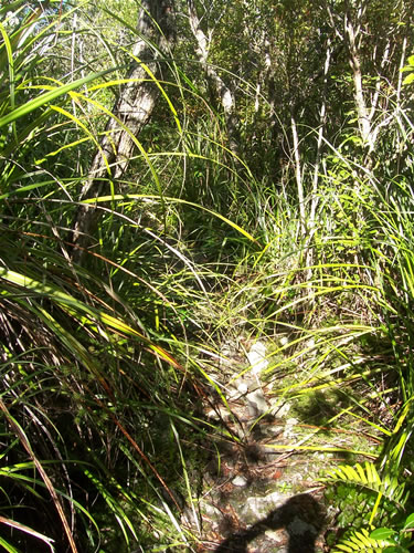 La flore de rangitoto