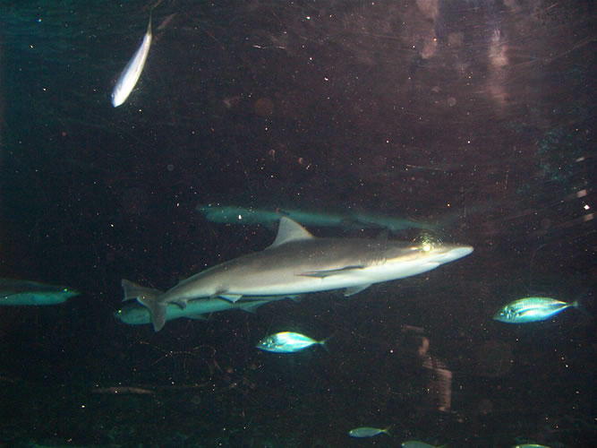 Un requin au kelly karlton aquarium
