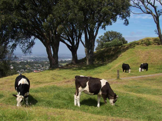 Les vaches sur mont eden à auckland