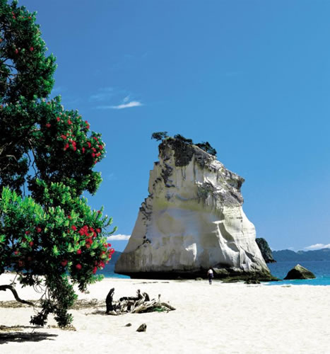 Cathedral cove coromandel