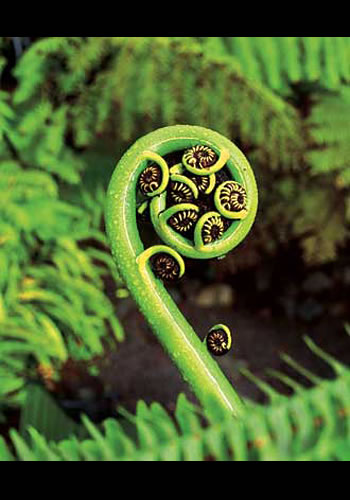 Koru de silver fern