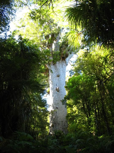 Arbre Kauri 