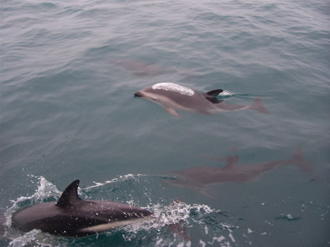 Les dauphins de kaikoura en nouvelle-zelande
