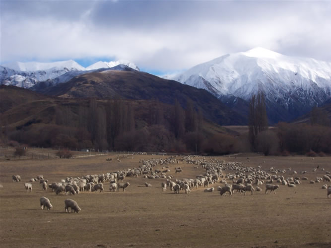 Mouton et montagne en nouvelle-zelande