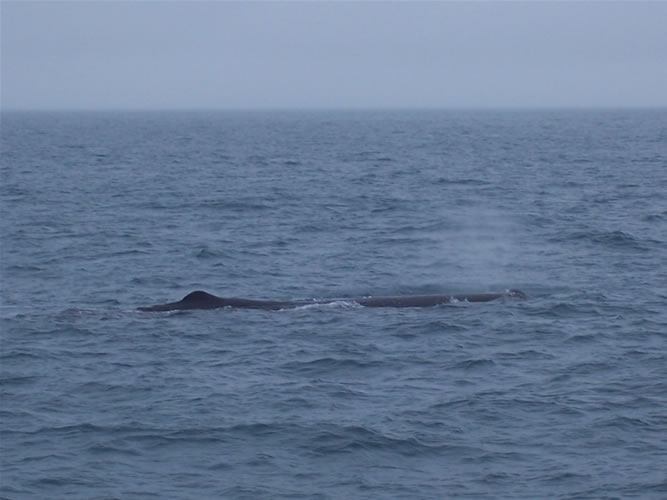 Photo d'un cachalot à kaikoura