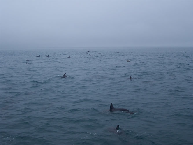 Les photos des dauphins de kaikoura