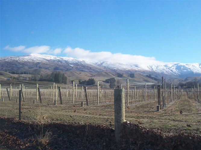 La vigne de la nouvelle-zélande