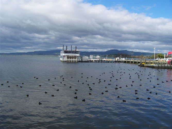 Les canard sur le lac rotoua avec le bateau