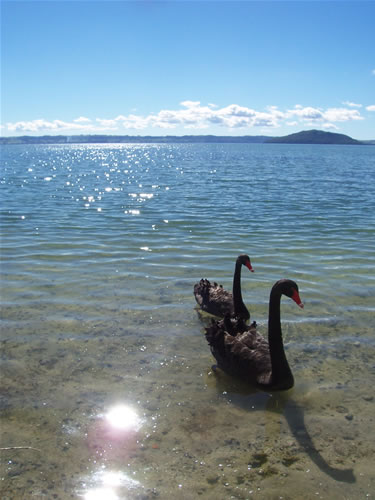 Photos des cignes du lac rotorua