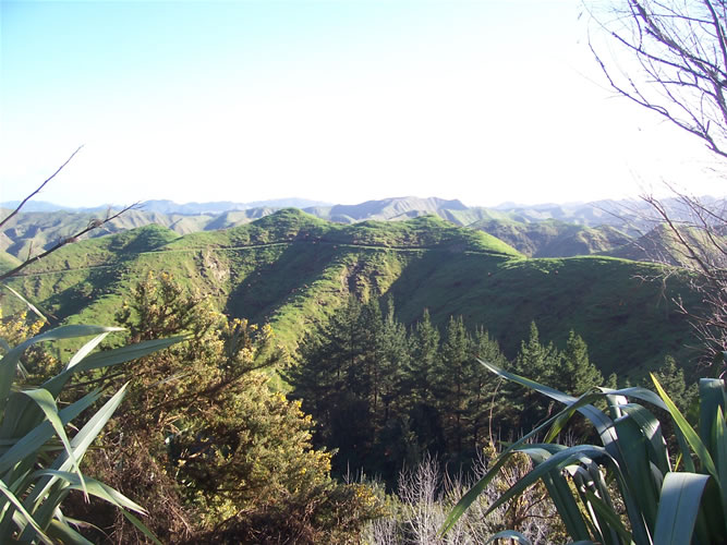 Les collines vertes de l'ile du nord de la Nouvelle-Zélande