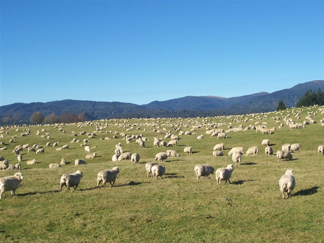 Les moutons de la nouvelle-zelande