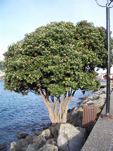 L'arbre pohutukawa