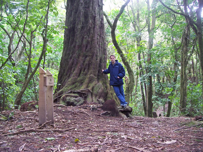 Un arbre rimu à wellington