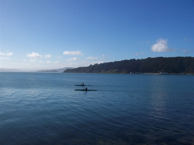 Des canoes dans la baie de wellington