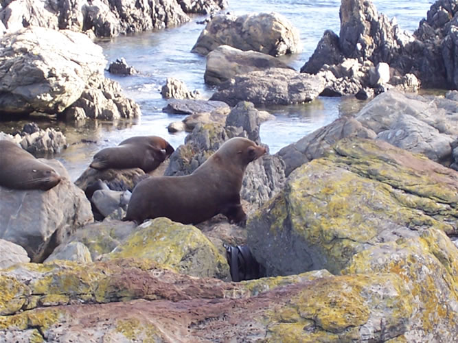 Otaries aux red rocks de wellington