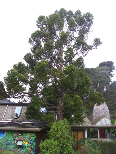 La photo de l'arbre kauri